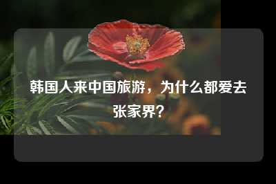 韩国人来中国旅游，为什么都爱去张家界？